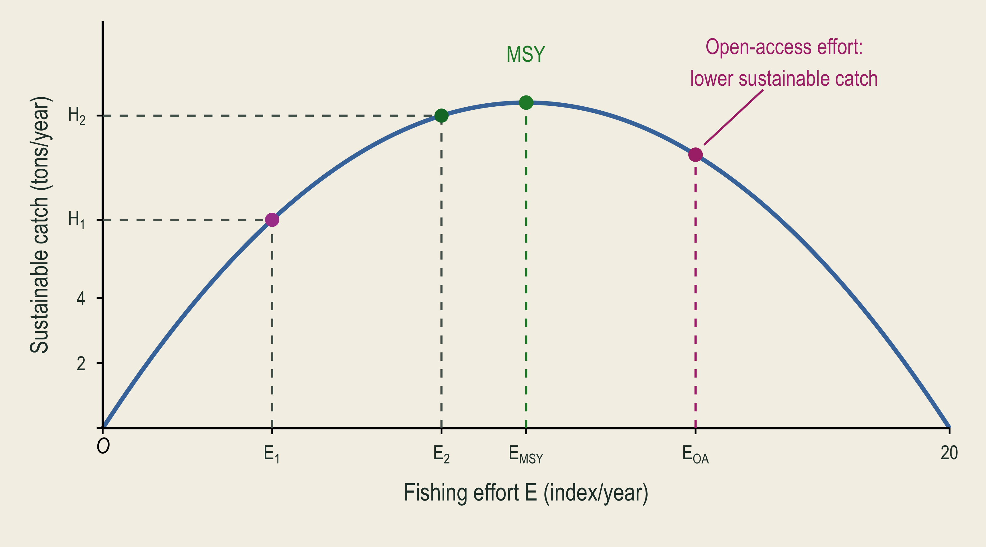 Sustainable catch peaks at effort ten. Raising effort to fourteen lowers the maintained stock and reduces sustainable catch to eight point four.